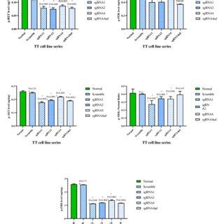 Phosphorylated Proteins Ret Pi K Akt Mek Erk In Mz Crc Cell Line