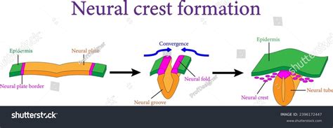 Neural Crest Formation During Neurulationvector Illustration Stock ...