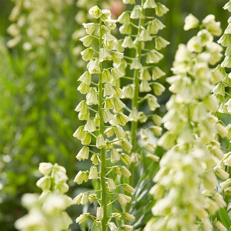 Fritillaria Persica Alba Ivory Bells Stk Fuglebjerggaard Netbutik