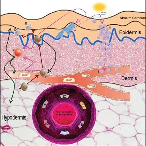 Melanoma Intracellular Signaling Pathways A Simplified Diagram Of