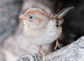 Field sparrow - Alchetron, The Free Social Encyclopedia