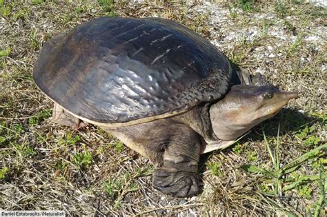 Florida Softshell Turtle Facts Pictures Complete Species Guide