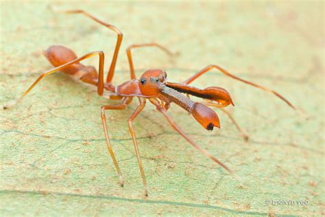 Ant-Mimicking Jumping Spider (Myrmarachne sp.) by melvynyeo on DeviantArt