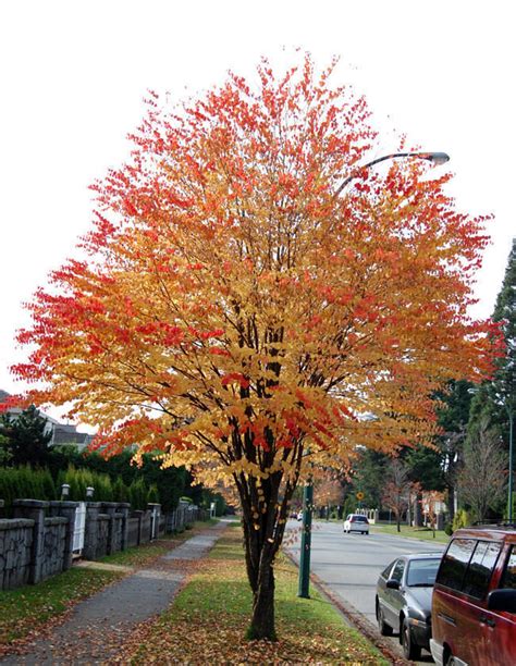 PlantFiles Pictures Cercidiphyllum Species Katsura Tree