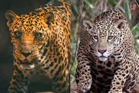 Diferencia Entre Jaguar Y Leopardo Aprende A Distinguirlos