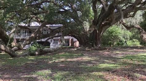 Access Code 70448 The Seven Sisters Oak Tree