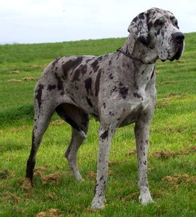 Grey Harlequin Great Dane