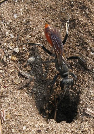 Digger Wasp Prionyx Bugguide Net