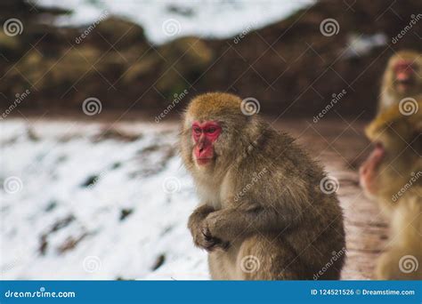 Snow Monkeys Japanese Macaques Bathe In Onsen Hot Springs Of Nagano Japan Stock Photo Image