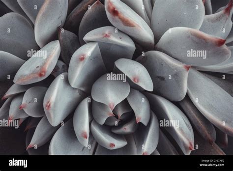 Echeveria Succulent Hi Res Stock Photography And Images Alamy