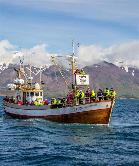 The Best Guide To Whale Watching In Iceland Guide To Iceland