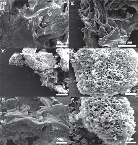 SEM images of (a) pristine pomelo peel, (b) AC-2, (c) oven-desiccated... | Download Scientific ...