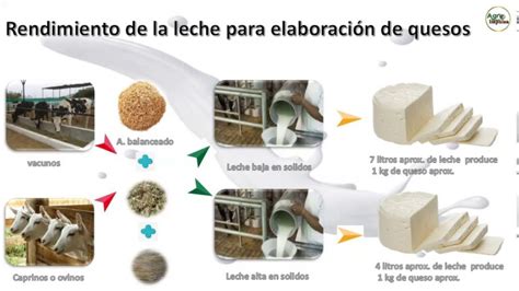 Quesos pasteurizados una guía completa sobre sus variedades