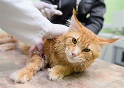 Linfoma Nei Gatti Sintomi Diagnosi E Trattamento Cats