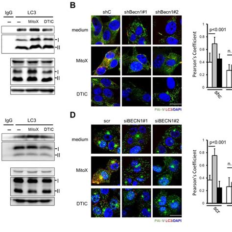 Plasminogen Activator Inhibitor Pai Interacts With Light Chain