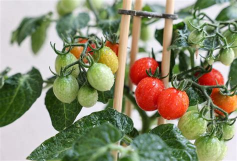 How To Grow Tomatoes On A Balcony: Top 1 Step-by-step Guide