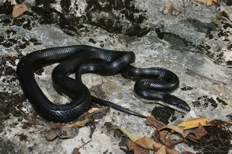 Black Rat Snake Pantherophis Obsoletus Psychotic Nature