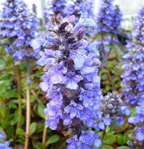 AJUGA Reptans Catlins Giant Echuca Moama Plant Farm