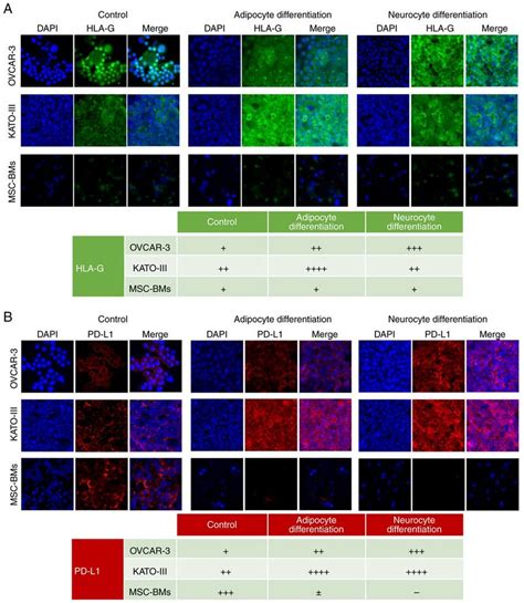 Expression Of Hla G And Pd L1 In Cell Lines Before And After