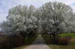 Pyrus Calleryana Bradford Callery Pear Leafland Limited Best