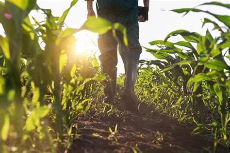 Agricultura Convoca Els Ajuts A Les Comunitats De Regants Afectades Per