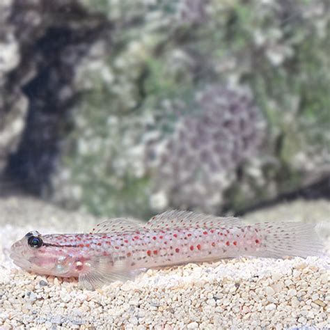 Decorated Goby Saltwater Aquarium Fish