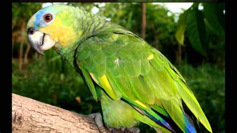 Loro Guaro Amazona Amazonica Youtube