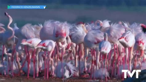 Primeros Pollos De Flamenco Y Por Vez Un Pollo De Una Pareja De