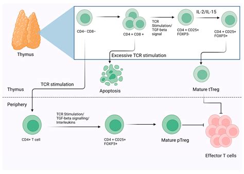 Regulatory T Cells