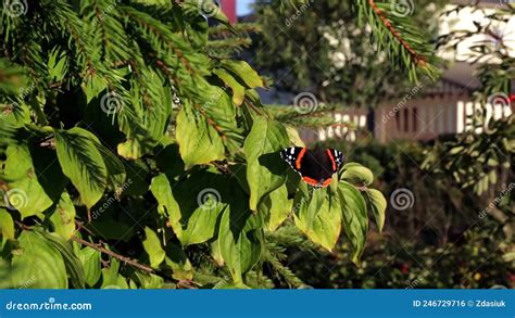 Vanessa Atalanta Mariposa El Almirante Rojo Con Alas Negras Bandas