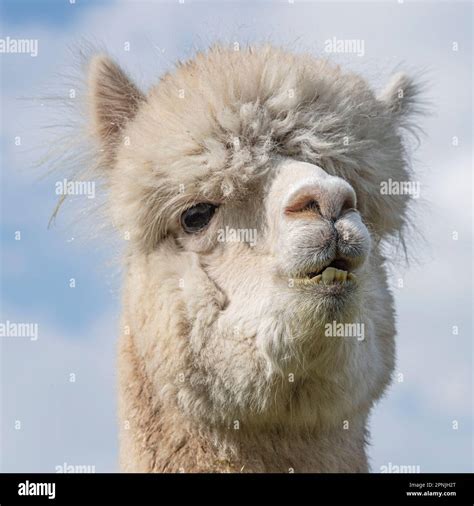 White Alpaca Standing Hi Res Stock Photography And Images Alamy