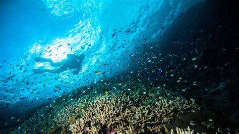 Bunaken Surganya Taman Bawah Laut Yang Mendunia Ini Rute Dan Harga