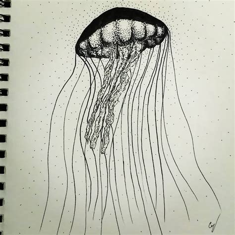 Jellyfish Ink Pen Drawing R Pics