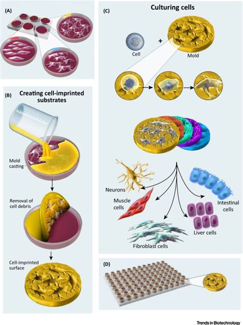 Debugging Nanobio Interfaces Systematic Strategies To Accelerate