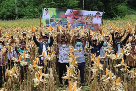 Panen Jagung Food Estate Bupati Sumba Tengah Dorong Petani Percepat