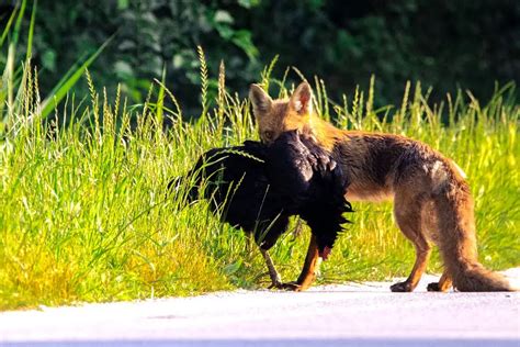 Protéger vos poules et votre poulailler des renards facilement