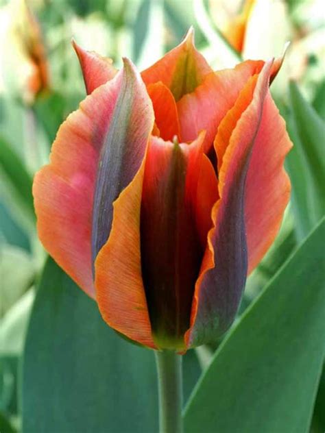 Tulip Artist Bluestone Perennials