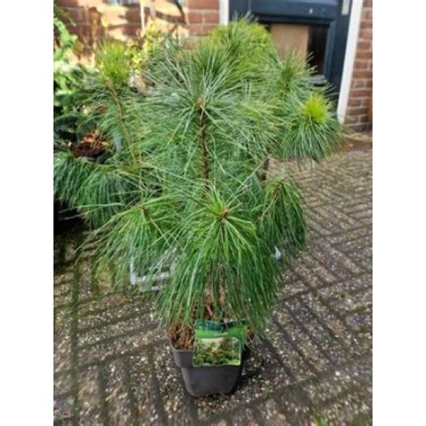 Хималайски бор /Pinus Strobus/ от Plants.bg с отлична цена