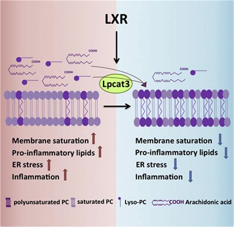 Lxrs Regulate Er Stress And Inflammation Through Dynamic Modulation Of Membrane Phospholipid