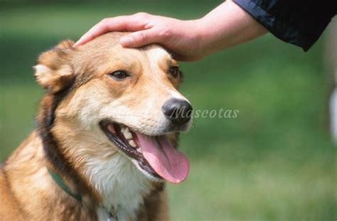 Cómo adiestrar a un perro adulto