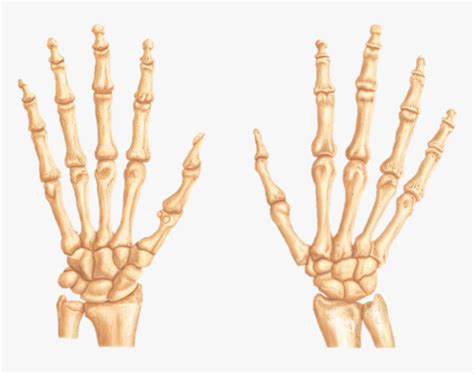 Bones On The Right Hand Anterior And Posterior View Diagram Quizlet