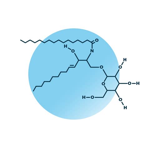 Hexosylceramide Analysis Lipid Analysis Lipotype Gmbh