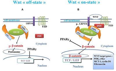 Frontiers Necrotizing Enterocolitis Lps Tlr Induced Crosstalk