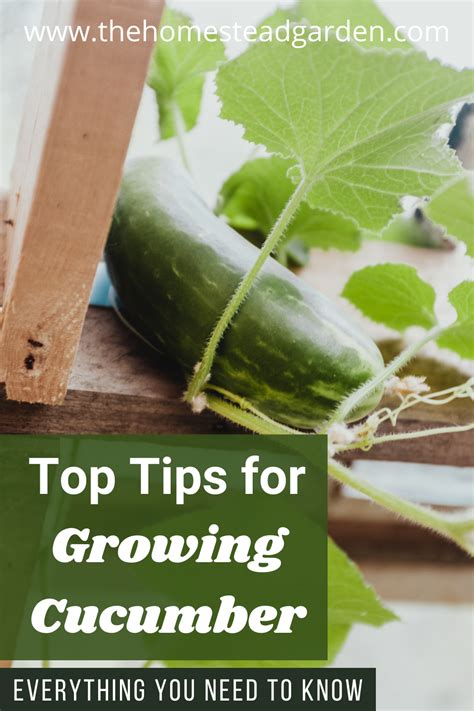 Here Are Some Great Tips For Growing Big Cucumbers In Your Garden