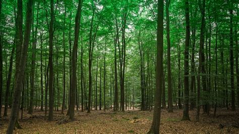 Lonely Planet Munich Bavaria The Black Forest Unknownwoods