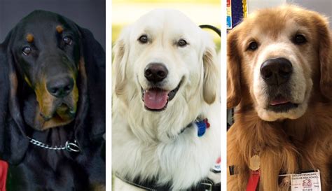 ACE Award Winners 2018: Meet the 5 Dogs Being Honored This Year