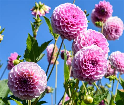 Pompondahlie Stolze Von Berlin Dahlienfee