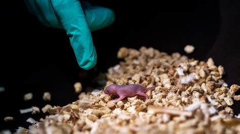 Same Sex Mice Have Babies Without A Male The Advertiser