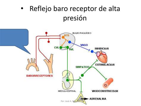 PPT Regulación de la Presión Arterial PowerPoint Presentation free