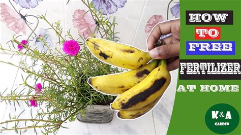 How To Make Homemade Fertilizer Banana Peel Fertilizer Youtube